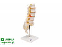 model żołądka człowieka, 2 części - 3b smart anatomy kat. 1000302 k15 3b scientific modele anatomiczne 17